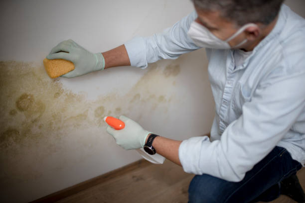 Best Mold Damage Repair  in Arlington, WA