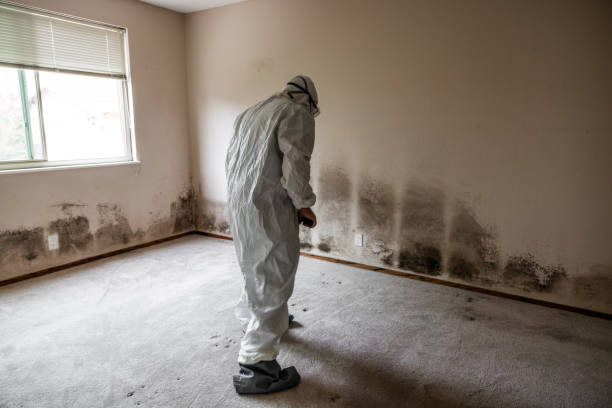 Best Office Mold Removal Services  in Arlington, WA