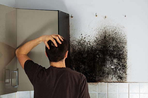  Arlington, WA Mold Removal Pros