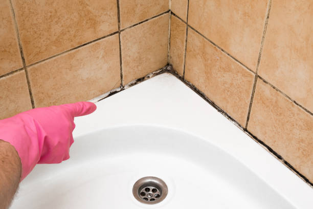 Best Black Mold Removal  in Arlington, WA